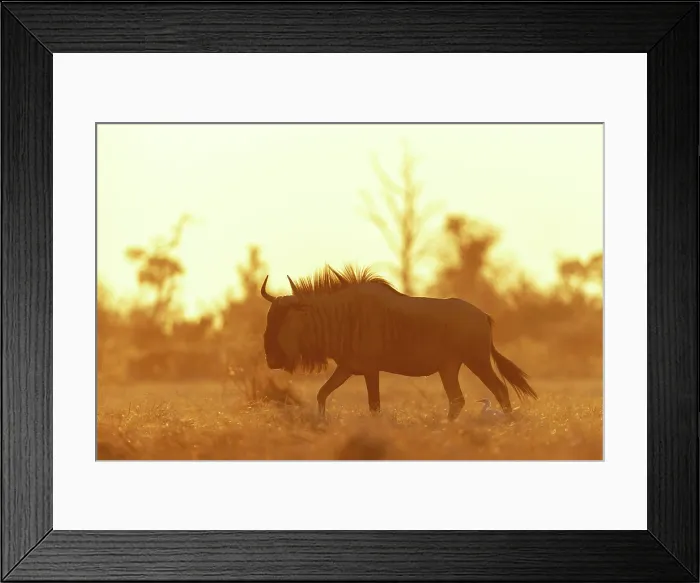 Framed Print : Wildebeest walking through golden plains with cattle egrets between the legs, Moremi Game Reserve, Okavango Delta, Botswana