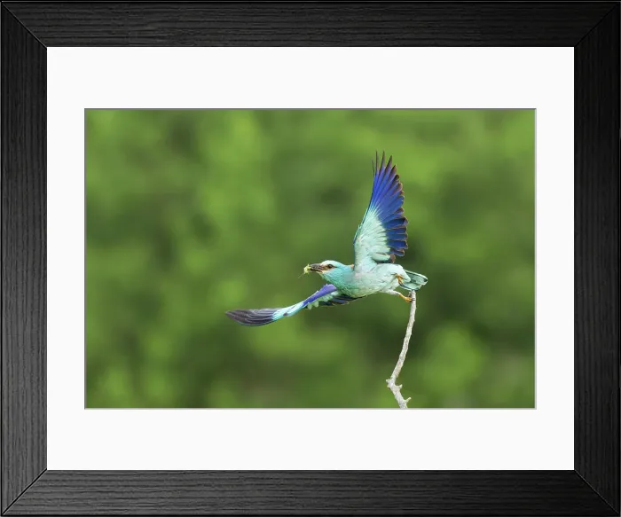 Framed Print : Adult European roller (Coracias garrulus) taking off from perch with prey, Central Bulgaria, May 2025 Framed Print : Adult European roller (Coracias garrulus) taking off from perch with prey, Central Bulgaria, May 2025