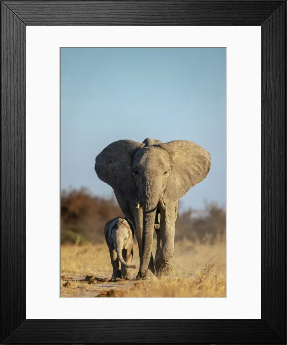 Framed Print : Mother Elephant walking with a Calf, Nxai Pan National Park, Botswana Framed Print : Mother Elephant walking with a Calf, Nxai Pan National Park, Botswana
