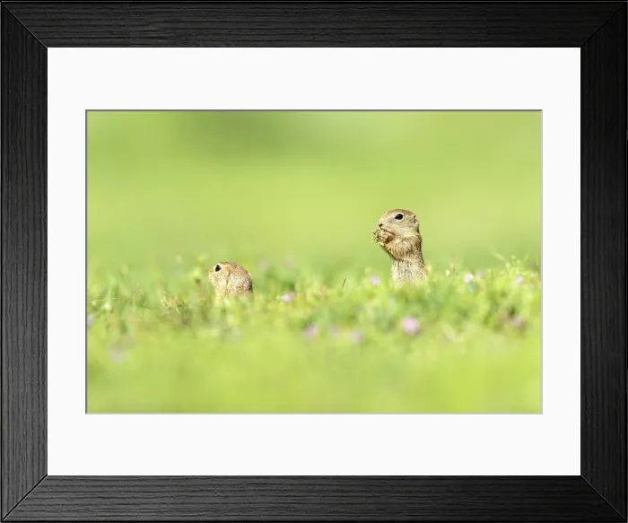 Framed Print : European ground squirrel (Spermophilus citellus) or Souslik, near Bratsigovo, Bulgaria, May 2024 Framed Print : European ground squirrel (Spermophilus citellus) or Souslik, near Bratsigovo, Bulgaria, May 2024