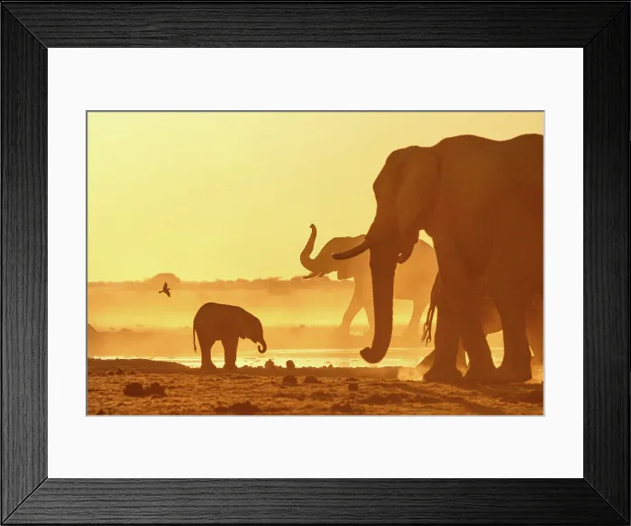 Framed Print : Herd of Elephant in a dusty golden sunset at a waterhole, Nxai Pan National Park, Botswana