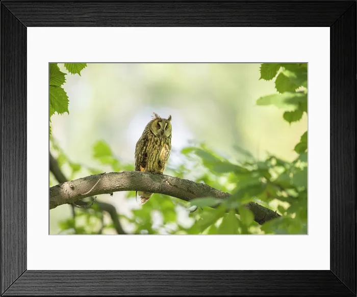 Framed Print : Long-eared Owl (Asio otus), adult perched in tree near Bratsigovo, Bulgaria, June 2024 Framed Print : Long-eared Owl (Asio otus), adult perched in tree near Bratsigovo, Bulgaria, June 2024