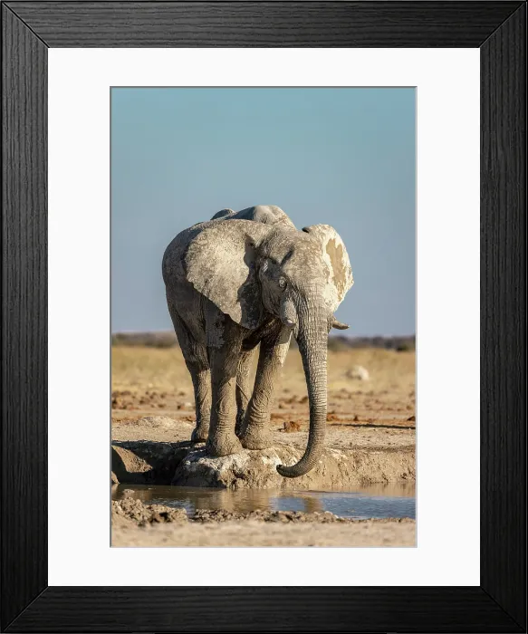 Framed Print : Elephant Drinking at a waterhole, Nxai Pan National Park, Botswana Framed Print : Elephant Drinking at a waterhole, Nxai Pan National Park, Botswana