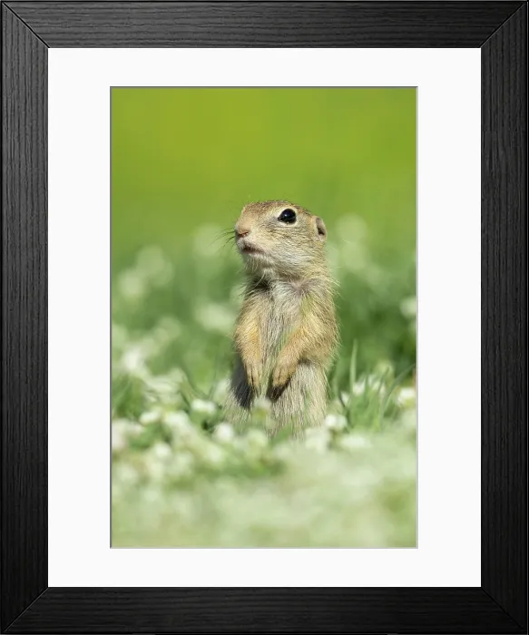 Framed Print : European ground squirrel (Spermophilus citellus) or Souslik, near Bratsigovo, Bulgaria, May 2024 Framed Print : European ground squirrel (Spermophilus citellus) or Souslik, near Bratsigovo, Bulgaria, May 2024
