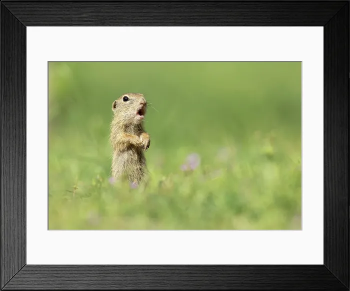 Framed Print : European ground squirrel (Spermophilus citellus) or Souslik, vocalising in colony, near Bratsigovo, Bulgaria, May 2024 Framed Print : European ground squirrel (Spermophilus citellus) or Souslik, vocalising in colony, near Bratsigovo, Bulgaria, May 2024