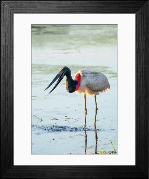 Framed Print : South America, Brazil, Mato Grosso, Pantanal, jabiru stork (Jabiru mycteria) Framed Print : South America, Brazil, Mato Grosso, Pantanal, jabiru stork (Jabiru mycteria)