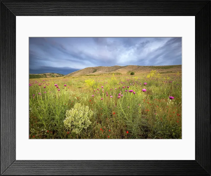 Framed Print : Wildflower meadows filled with a variety of blooming flowers and plants, Bratsigovo, Bulgaria, May 2022 Framed Print : Wildflower meadows filled with a variety of blooming flowers and plants, Bratsigovo, Bulgaria, May 2022