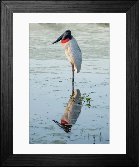 Framed Print : South America, Brazil, Mato Grosso, Pantanal, jabiru stork (Jabiru mycteria)