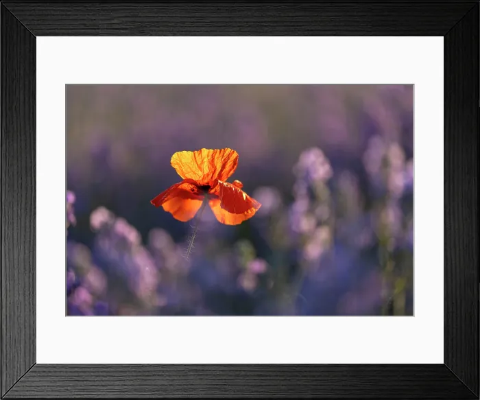 Framed Print : Field Poppy (Papaver rhoeas) in lavender field, near Bratsigovo, Bulgaria, June 2024 Framed Print : Field Poppy (Papaver rhoeas) in lavender field, near Bratsigovo, Bulgaria, June 2024