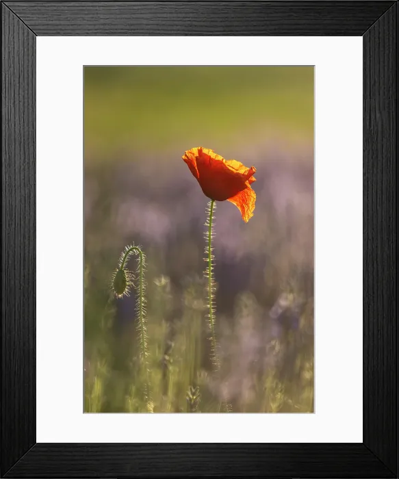 Framed Print : Field Poppy (Papaver rhoeas) in lavender field, near Bratsigovo, Bulgaria, June 2024 Framed Print : Field Poppy (Papaver rhoeas) in lavender field, near Bratsigovo, Bulgaria, June 2024