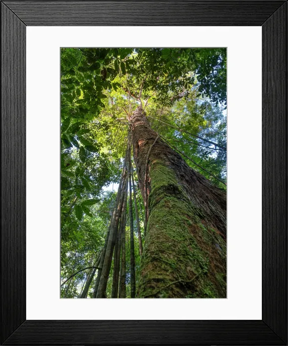 Framed Print : South America, Brazil, Amazonas, Rio Negro. Towering Brazil nut tree growing in primary raintrorest Framed Print : South America, Brazil, Amazonas, Rio Negro. Towering Brazil nut tree growing in primary raintrorest