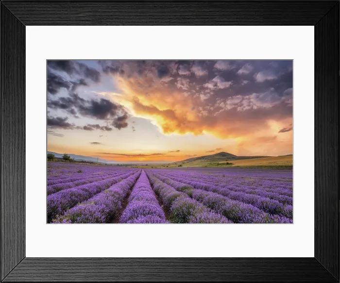 Framed Print : Sunset over fields of lavender, near Bratsigovo, Bulgaria, June 2024