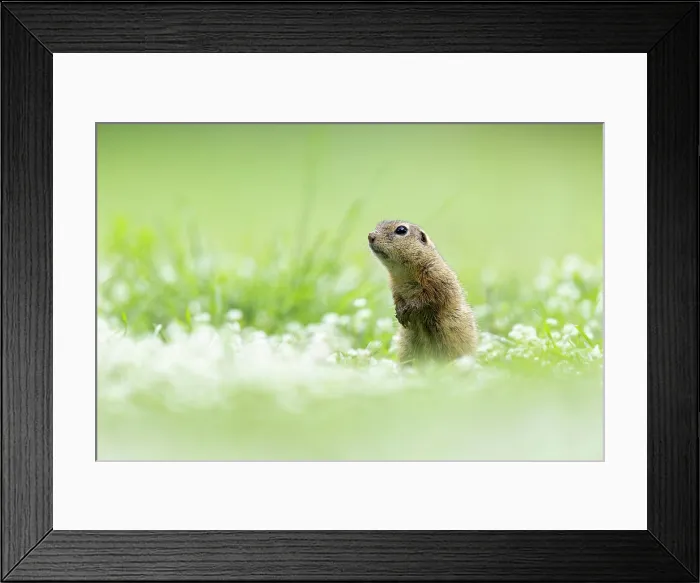 Framed Print : European ground squirrel (Spermophilus citellus) or Souslik, near Bratsigovo, Bulgaria, May 2024 Framed Print : European ground squirrel (Spermophilus citellus) or Souslik, near Bratsigovo, Bulgaria, May 2024