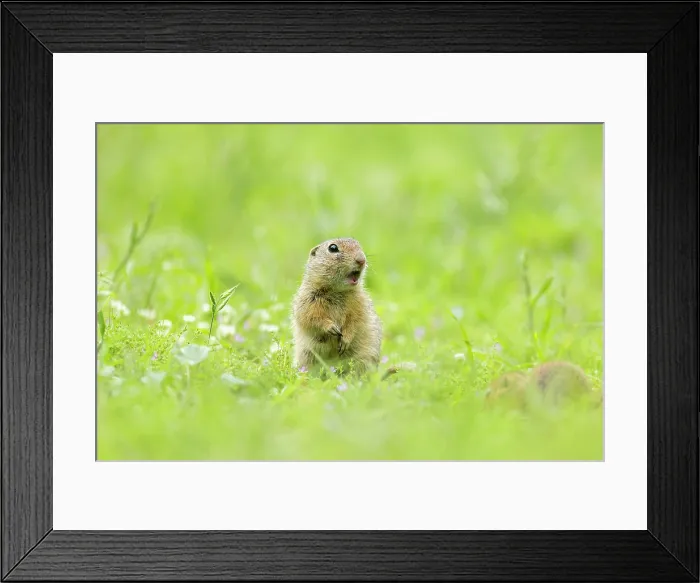Framed Print : European ground squirrel (Spermophilus citellus) or Souslik, near Bratsigovo, Bulgaria, May 2024 Framed Print : European ground squirrel (Spermophilus citellus) or Souslik, near Bratsigovo, Bulgaria, May 2024
