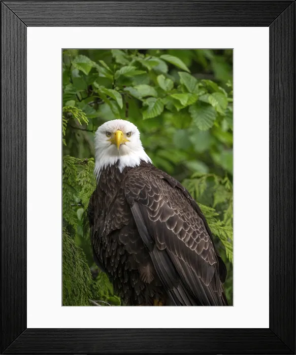Framed Print : A mature bald eagle portrait from The Great Bear Rainforest, British Columbia, Canada Framed Print : A mature bald eagle portrait from The Great Bear Rainforest, British Columbia, Canada