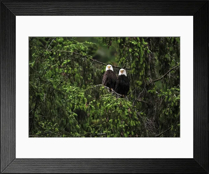 Framed Print : Two eagles sit in the trees in the Great Bear Rainforest, British Columbia, Canada Framed Print : Two eagles sit in the trees in the Great Bear Rainforest, British Columbia, Canada