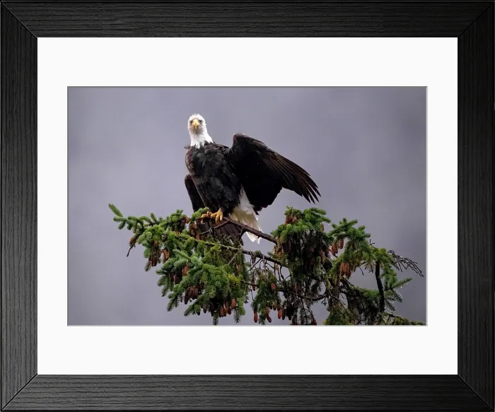 Framed Print : Great Bear Rainforest, British Columbia, Canada. An eagle in the rain sitting, winge outstretched Framed Print : Great Bear Rainforest, British Columbia, Canada. An eagle in the rain sitting, winge outstretched