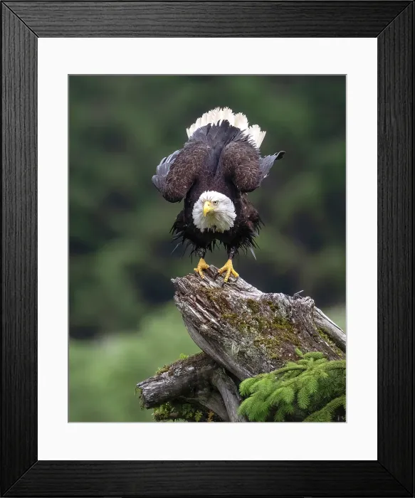 Framed Print : A bald eagle ready to take-off in the Great Bear Rainforest, British Columbia, Canada Framed Print : A bald eagle ready to take-off in the Great Bear Rainforest, British Columbia, Canada