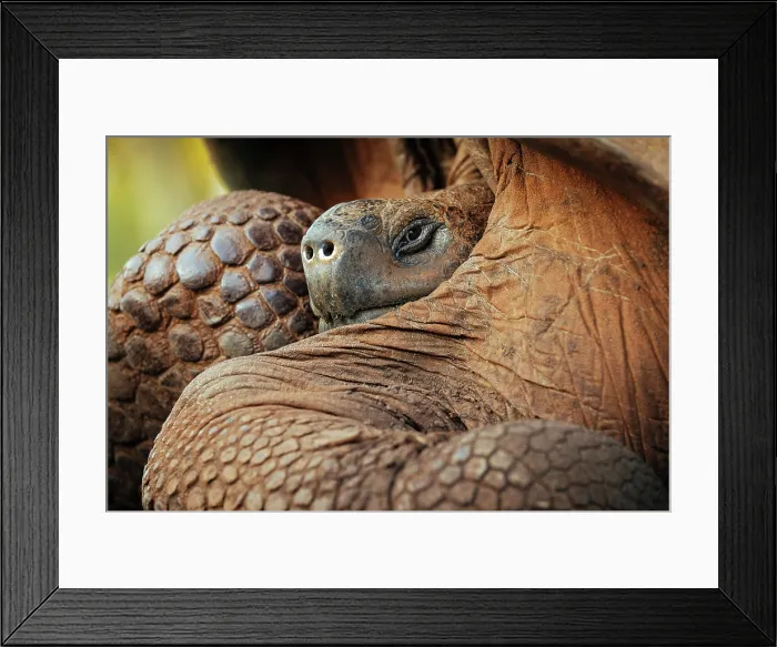 Framed Print : Galapagos Giant Tortoise, Santa Cruz Island, Galapagos Islands, Ecuador Framed Print : Galapagos Giant Tortoise, Santa Cruz Island, Galapagos Islands, Ecuador