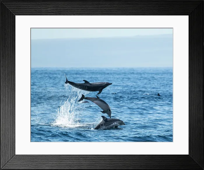 Framed Print : Bottlenose Dolphins, Galapagos Islands, Ecuador Framed Print : Bottlenose Dolphins, Galapagos Islands, Ecuador