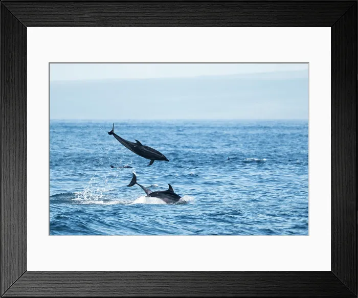 Framed Print : Bottlenose Dolphins, Galapagos Islands, Ecuador