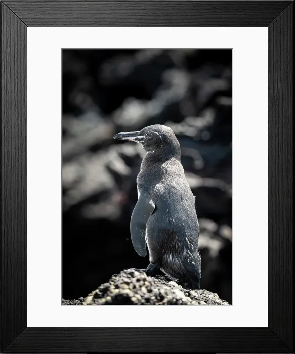 Framed Print : Galapagos Penguin, Isla Bartholomé, Galapagos Islands, Ecuador Framed Print : Galapagos Penguin, Isla Bartholomé, Galapagos Islands, Ecuador