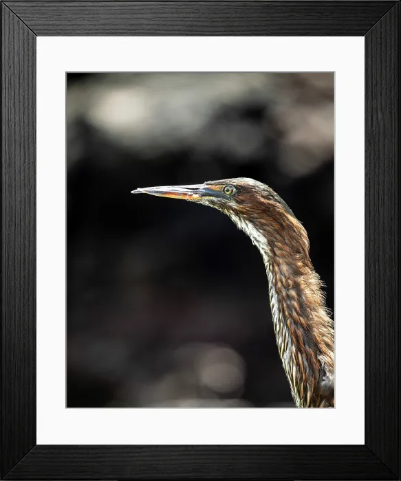Framed Print : Juvenile Lava Heron, Isla Bartholomé, Galapagos Islands, Ecuador Framed Print : Juvenile Lava Heron, Isla Bartholomé, Galapagos Islands, Ecuador