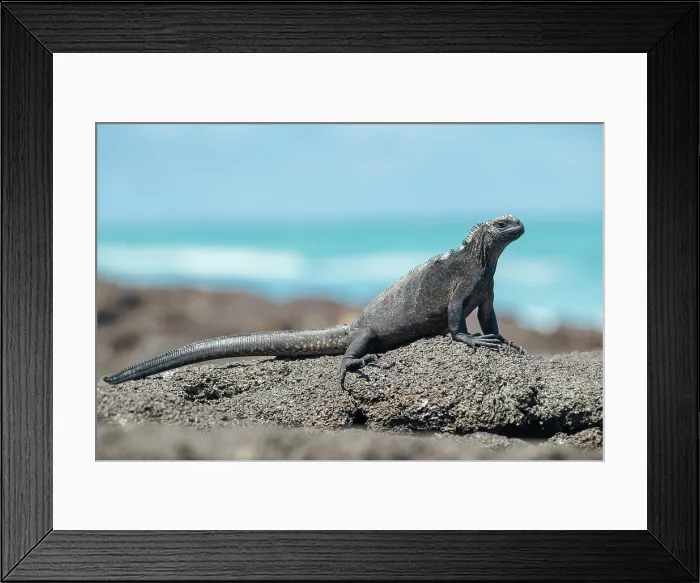 Framed Print : Marine Iguana, Isla Isabela, Galapagos Islands, Ecuador Framed Print : Marine Iguana, Isla Isabela, Galapagos Islands, Ecuador