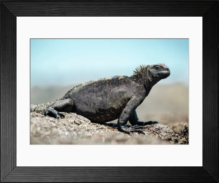 Framed Print : Marine Iguana, Isla Isabela, Galapagos Islands, Ecuador Framed Print : Marine Iguana, Isla Isabela, Galapagos Islands, Ecuador