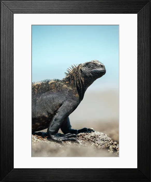 Framed Print : Marine Iguana, Isla Isabela, Galapagos Islands, Ecuador Framed Print : Marine Iguana, Isla Isabela, Galapagos Islands, Ecuador