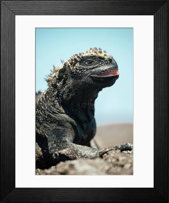 Framed Print : Marine Iguana, Isla Isabela, Galapagos Islands, Ecuador Framed Print : Marine Iguana, Isla Isabela, Galapagos Islands, Ecuador