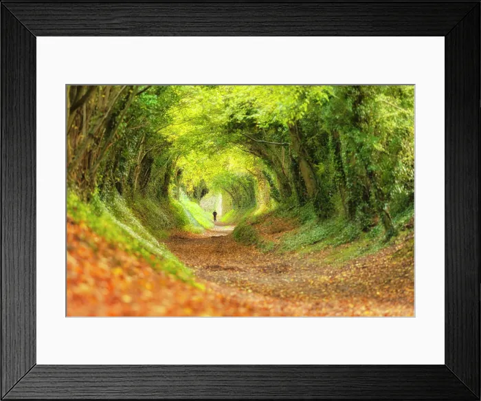 Framed Print : Halnaker tree tunnel in autumn, Halnaker, West Sussex, England, UK, November 2017 Framed Print : Halnaker tree tunnel in autumn, Halnaker, West Sussex, England, UK, November 2017