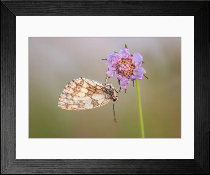 Framed Print : Marbled White (Melanagria galathea) roosting on scabious flower, Dorset, England, UK, July 2021