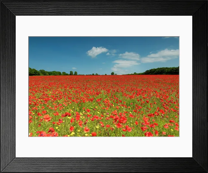 Framed Print : Field of Poppies, near Ringstead, Norfolk, England Framed Print : Field of Poppies, near Ringstead, Norfolk, England