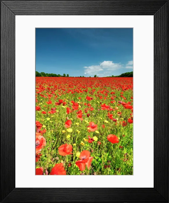 Framed Print : Field of Poppies, near Ringstead, Norfolk, England Framed Print : Field of Poppies, near Ringstead, Norfolk, England