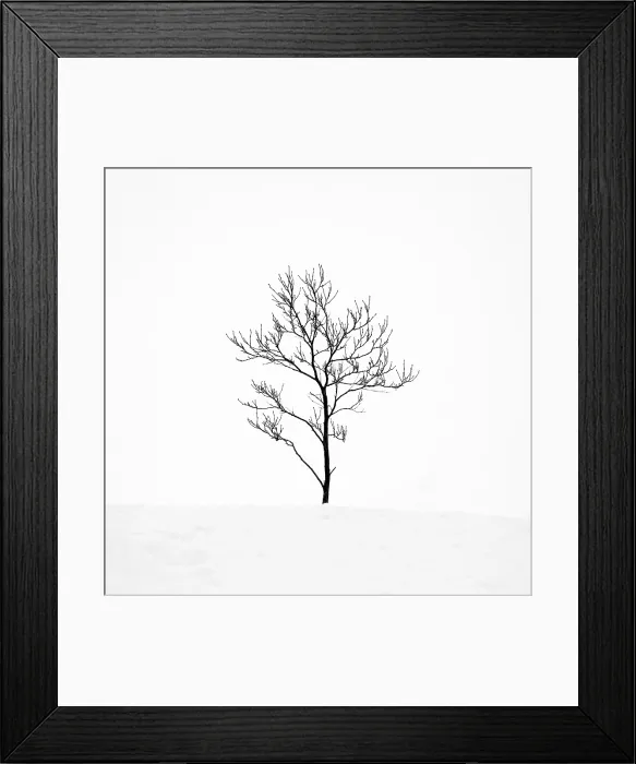 Framed Print : Tree in a snowy winter landscape, Haukadalur, Valley, Iceland