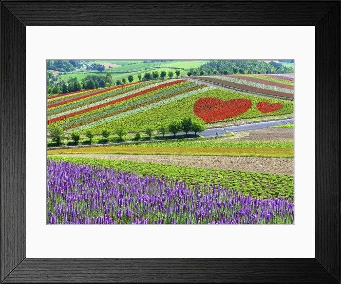 Framed Print : Panoramic Flower Gardens Shikisai-no-oka, Biei, Hokkaido, Japan Framed Print : Panoramic Flower Gardens Shikisai-no-oka, Biei, Hokkaido, Japan