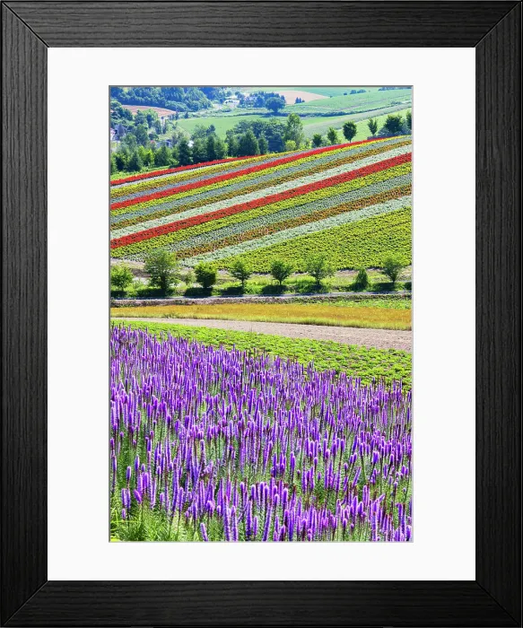 Framed Print : Panoramic Flower Gardens Shikisai-no-oka, Biei, Hokkaido, Japan Framed Print : Panoramic Flower Gardens Shikisai-no-oka, Biei, Hokkaido, Japan