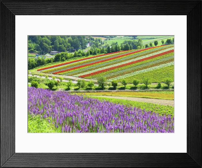 Framed Print : Panoramic Flower Gardens Shikisai-no-oka, Biei, Hokkaido, Japan