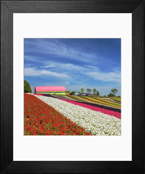 Framed Print : Panoramic Flower Gardens Shikisai-no-oka, Biei, Hokkaido, Japan