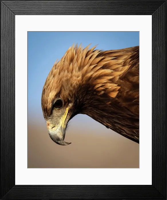 Framed Print : Close-up of kazakh Eagle hunter's Golden Eagle, Bayan-Ulgii Province, Western Mongolia, Asia Framed Print : Close-up of kazakh Eagle hunter's Golden Eagle, Bayan-Ulgii Province, Western Mongolia, Asia