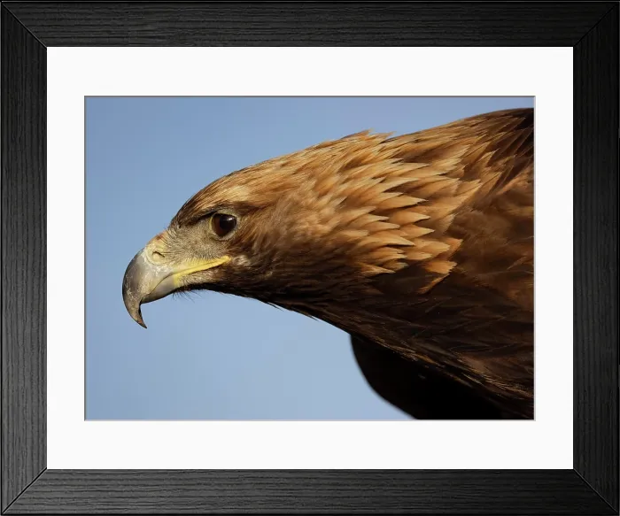 Framed Print : Close-up of Kazakh Eagle hunter's Golden Eagle, Bayan-Ulgii Province, Western Mongolia, Asia Framed Print : Close-up of Kazakh Eagle hunter's Golden Eagle, Bayan-Ulgii Province, Western Mongolia, Asia