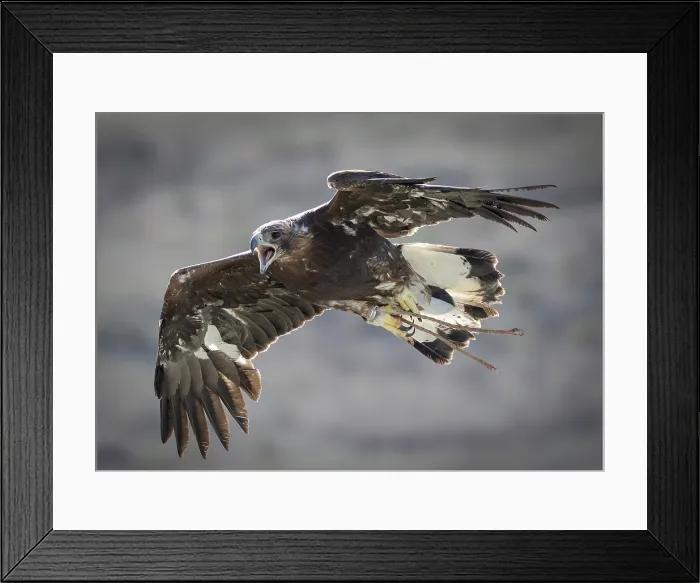 Framed Print : Kazakh Eagle hunter's Golden Eagle in flight, Bayan-Ulgii Province, Western Mongolia, Asia Framed Print : Kazakh Eagle hunter's Golden Eagle in flight, Bayan-Ulgii Province, Western Mongolia, Asia