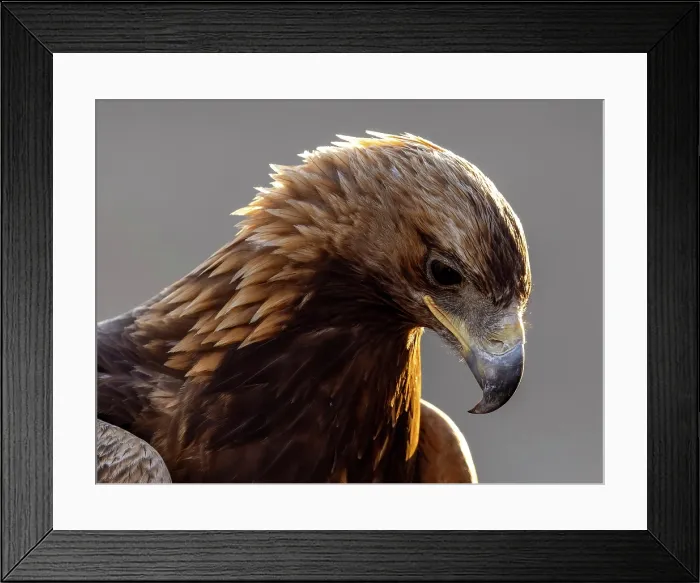 Framed Print : Close-up of kazakh Eagle hunter's Golden Eagle, Bayan-Ulgii Province, Western Mongolia, Asia Framed Print : Close-up of kazakh Eagle hunter's Golden Eagle, Bayan-Ulgii Province, Western Mongolia, Asia