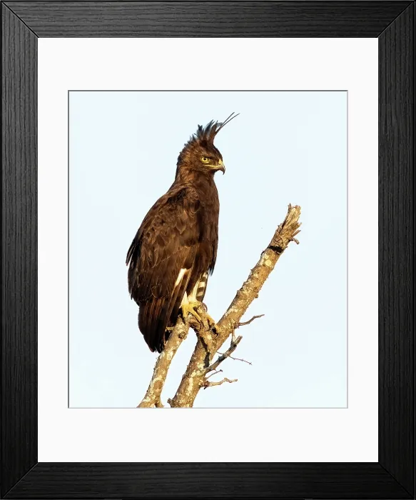 Framed Print : Long-crested eagle, , Zimanga Private Game Reserve, KwaZulu Natal, South Africa Framed Print : Long-crested eagle, , Zimanga Private Game Reserve, KwaZulu Natal, South Africa