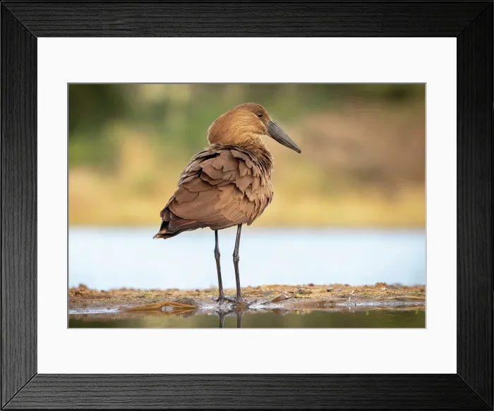 Framed Print : Brown (hammerhead) stork, Zimanga Private Game Reserve, KwaZulu Natal, South Africa Framed Print : Brown (hammerhead) stork, Zimanga Private Game Reserve, KwaZulu Natal, South Africa