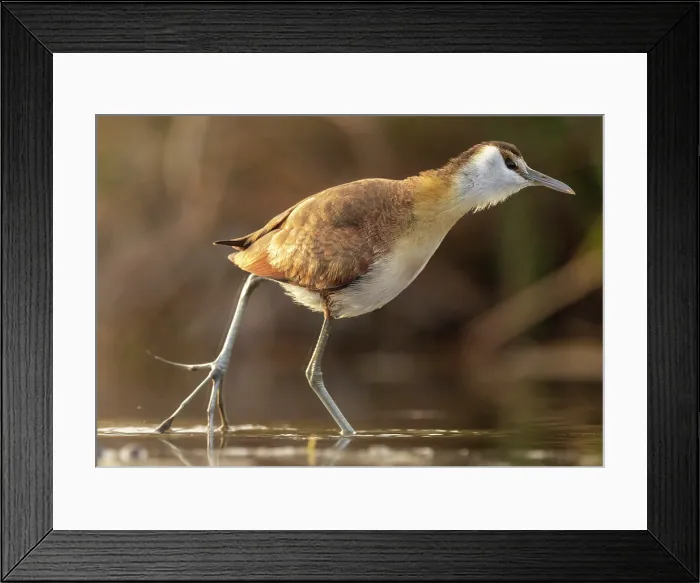 Framed Print : African Jacana, Zimanga Private Game Reserve, KwaZulu Natal, South Africa