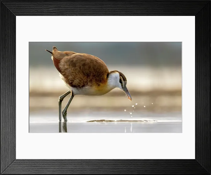 Framed Print : African Jacana, Zimanga Private Game Reserve, KwaZulu Natal, South Africa Framed Print : African Jacana, Zimanga Private Game Reserve, KwaZulu Natal, South Africa