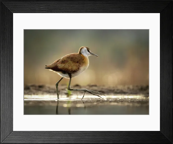 Framed Print : African Jacana, Zimanga Private Game Reserve, KwaZulu Natal, South Africa Framed Print : African Jacana, Zimanga Private Game Reserve, KwaZulu Natal, South Africa