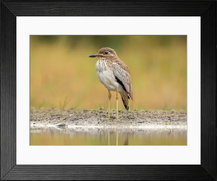 Framed Print : Water thick knee, Zimanga Private Game Reserve, KwaZulu Natal, South Africa Framed Print : Water thick knee, Zimanga Private Game Reserve, KwaZulu Natal, South Africa